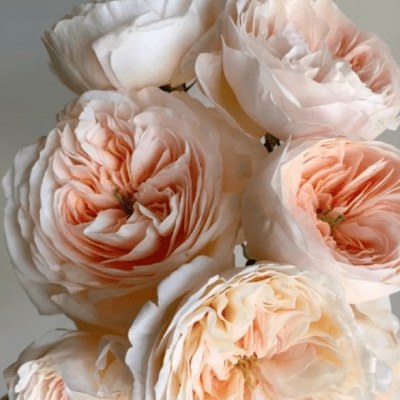 WHOLESALE FLOWERS