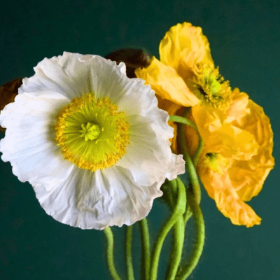 FLORIST SUPPLIES